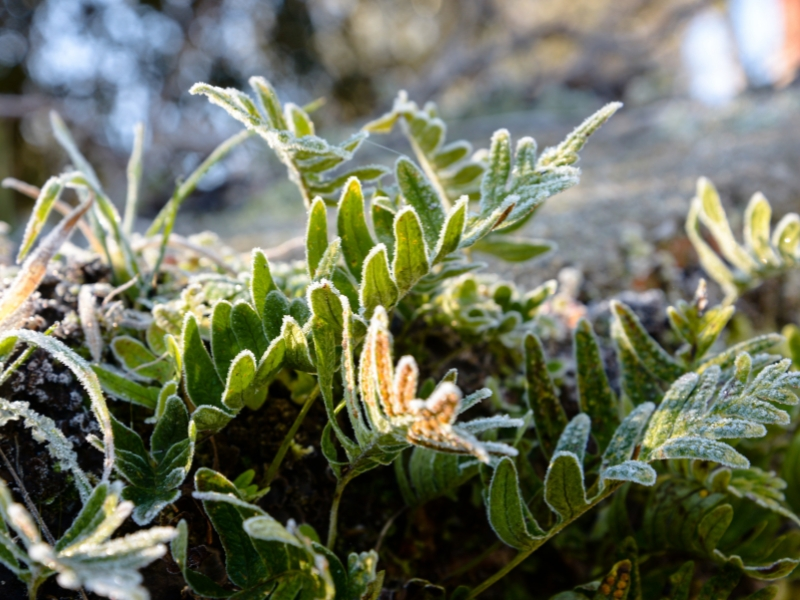 Ecoservice mantenimiento de espacios verdes ingenieria ambiental preparar el jardin para invierno 3