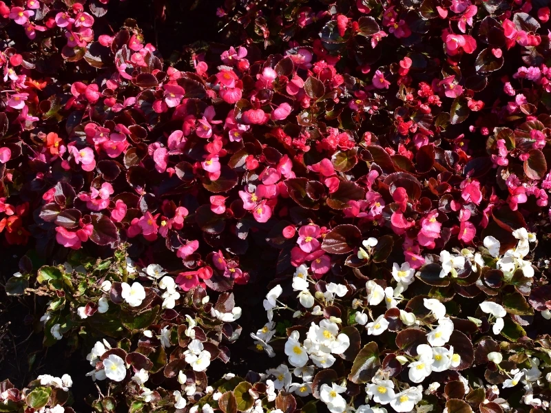 Ecoservice - mantenimiento de espacios verdes - primavera - verano (4)