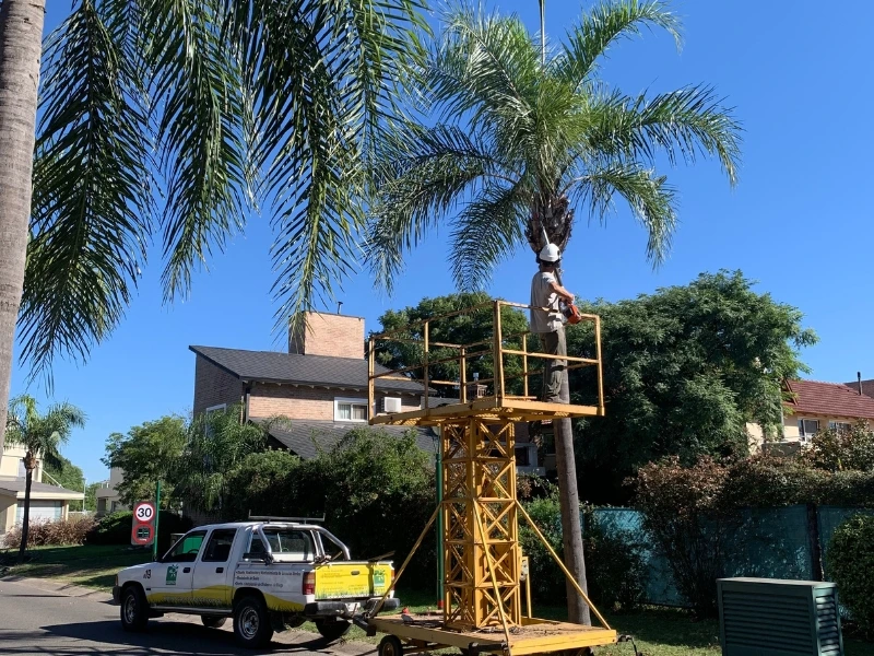 Ecoservice - mantenimiento de espacios verdes - poda en altura (3)