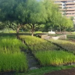 techo verde