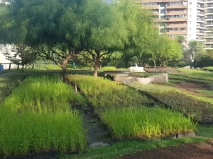 techo verde