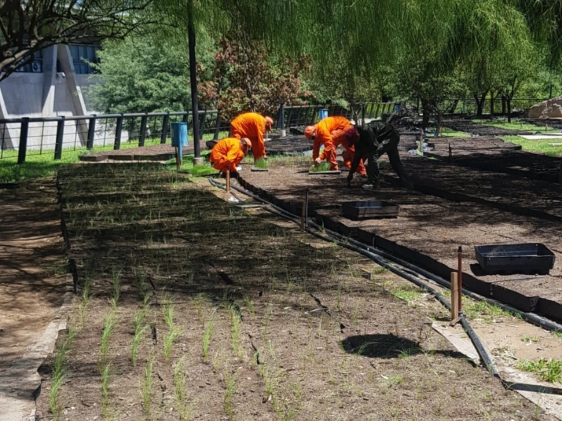 Ecoservice - Empresa B certificada - techos verdes y jardines verticales (5)